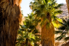 California Palms at Palm Canyon in the Coachella Valley near Palm Springs