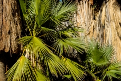 California Palms at Palm Canyon in the Coachella Valley near Palm Springs