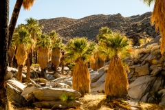 California Palms at Palm Canyon in the Coachella Valley near Palm Springs