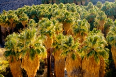 California Palms at Palm Canyon in the Coachella Valley near Palm Springs